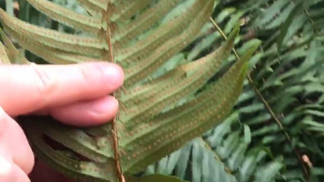 Dr. Calabria's Virtual Plant Walk: Sword Fern смотреть онлайн