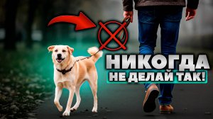 5 ТОП Правил прогулки с собакой