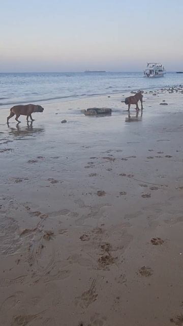 ماستيف هب مصر - Mastiff Hub Egypt - Boerboel смотреть онлайн