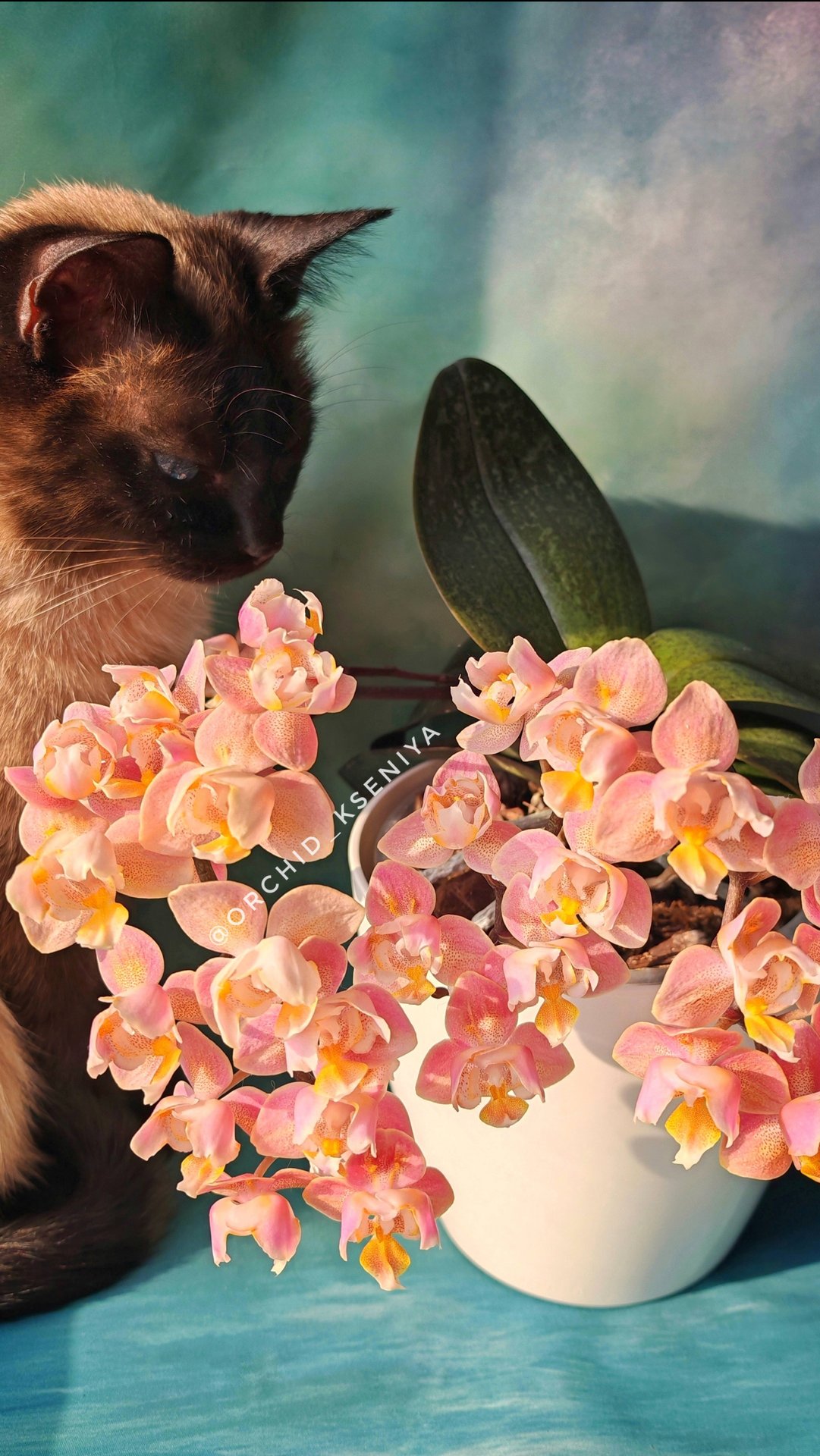 Phal. Oriental (Oranje) peloric 🌷 Цветение ароматного трилипса Оранж (Ориентал) Парфюмерная фабрика смотреть онлайн