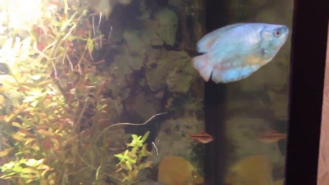 aquarium.MOV смотреть онлайн