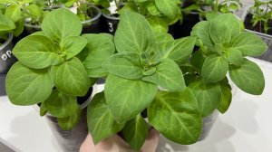 Чем я подкармливаю свои петунии.