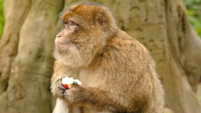 monkey eating apple### earth lovers### смотреть онлайн