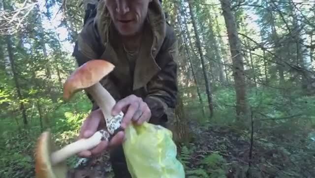 МЫ В ШОКЕ ОТ ЭТИХ ГРИБОВ. 6 ВЕДЕР ЗА 40 МИНУТ. МНОГО БЕЛЫХ ГРИБОВ, СОБРАЛИ МНОЖЕСТВО БОРОВИКОВ. смотреть онлайн