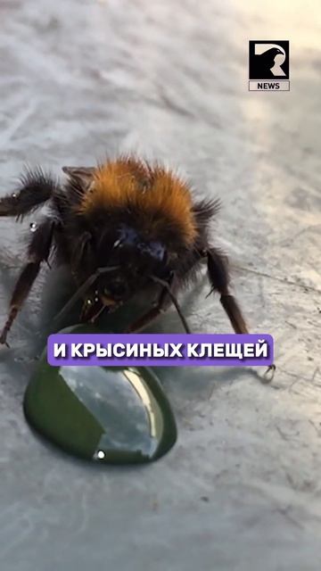 Актауские санврачи назвали препараты для дезиксекции, от которых можно отравиться. смотреть онлайн