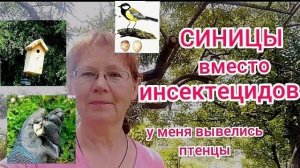 Почему синицы выбирают мой участок и их польза / Titmouse