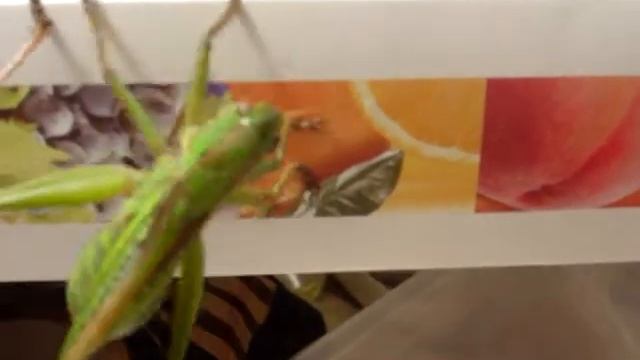 140801 キリギリスの観察 смотреть онлайн