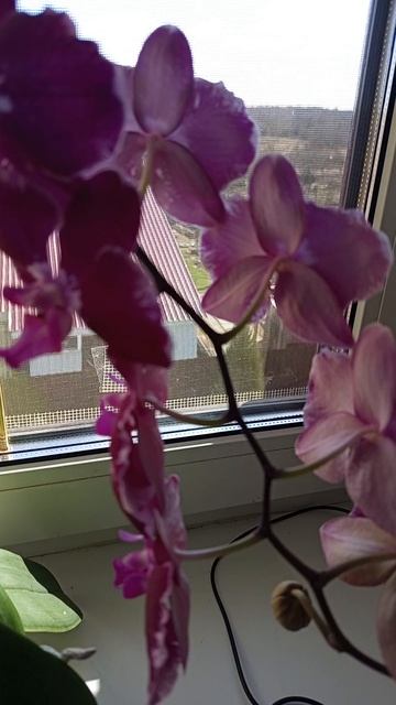 цветонос с цветами Архидея Архип