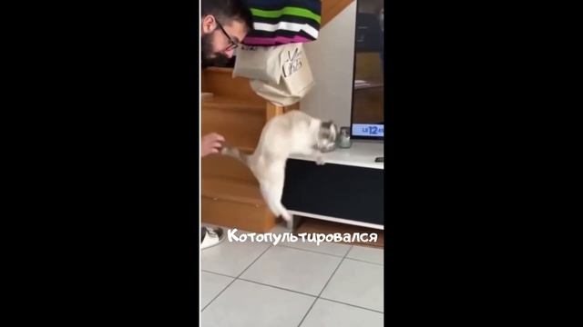ТОП 7 ПРИКОЛОВ С КОТАМИ 2021 | ВИДЕО С ТИК ТОК И ИНСТАГРАМ смотреть онлайн