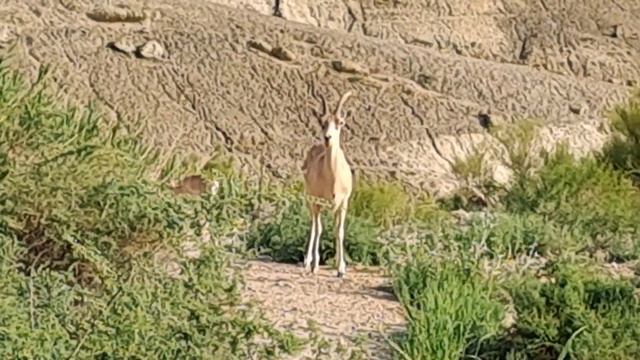 20230730 Трансфер с Актау в Бекет Ата Шопан Ата Караман Ата +77765131000 (WhatsApp) +77756905000 смотреть онлайн