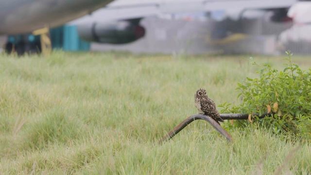 Short-eared Owl Handles Prey Mid-Flight | Cheep! смотреть онлайн
