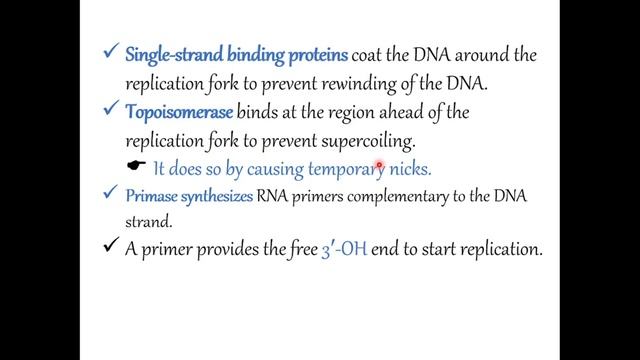 DNA Replication in Prokaryotes смотреть онлайн