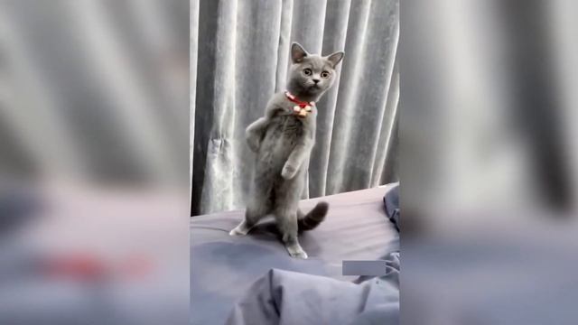 Кошачьи Секреты От Тигровых Генов до Сверхспособностей 🐾✨ смотреть онлайн