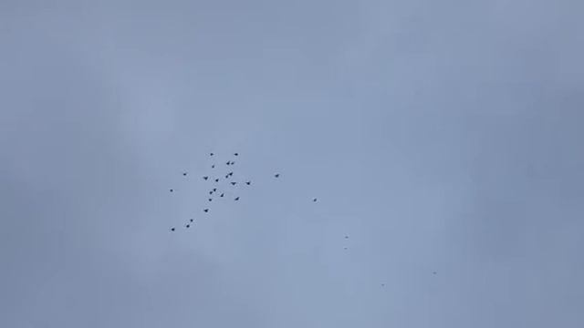 Николаевские голуби г.Саки в гостях у Паши 10 смотреть онлайн