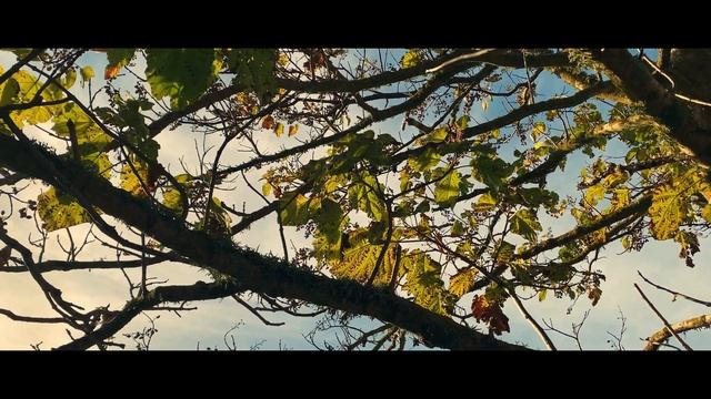 Iphone 11 Pro, B Roll /Cinematic Look in Davinci Resolve 17 смотреть онлайн