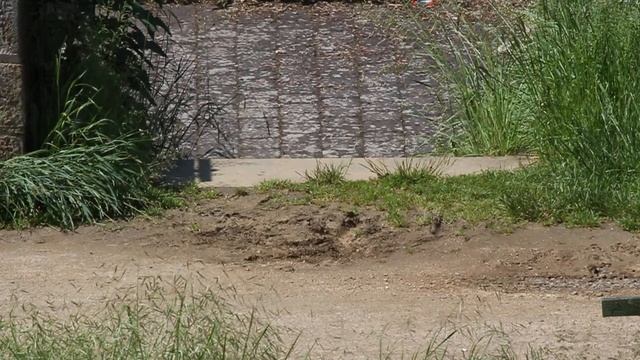 Rauchschwalben am Boden beim Picken (Hirundo rustica) 50Hz II смотреть онлайн