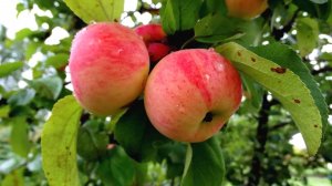 СОРТА ЯБЛОНЬ ДЛЯ СРЕДНЕЙ ПОЛОСЫ