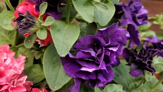 Сад в июне/ Розы и не только смотреть онлайн