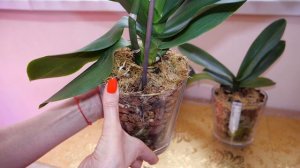 Этим пересадкам быть. Понравились. Заказала | Листья перестали течь. В корне НЕ согласна.