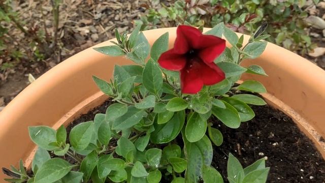 Высаживаю клематисы/Петунии как розы/Золотистая смородина вместо форзиции смотреть онлайн