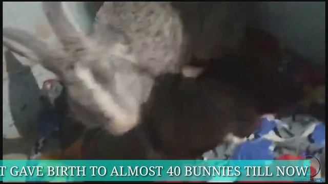 MOTHER RABBIT FEEDING THE BABY BUNNIES || 1 YEAR 8 MONTHS OLD FEMALE RABBIT(DOE) смотреть онлайн