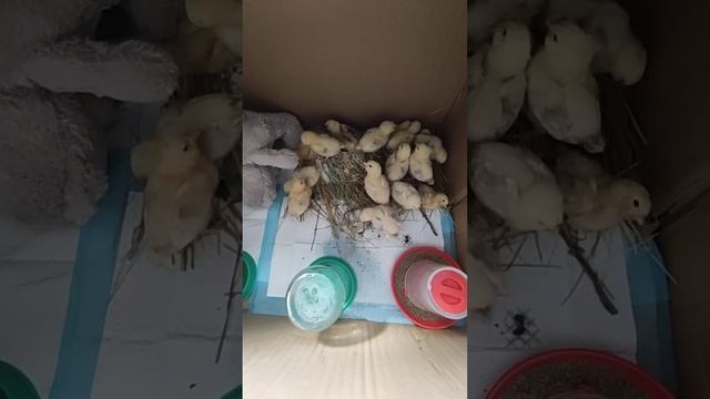 Цыплятки фавероль. Мой первый опыт смотреть онлайн