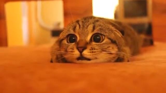накуренный кот смотреть онлайн