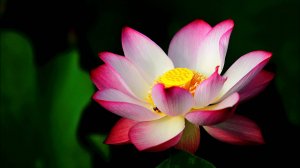 🌷 РЕДКАЯ МУЗЫКАЛЬНАЯ ЖЕМЧУЖИНА ДЛЯ МЕДИТАЦИИ 🎵 ШЕДЕВРАЛЬНАЯ МУЗЫКА ДЛЯ СНА ✨ ЧАРУЮЩАЯ МУЗЫКА