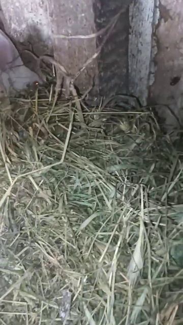 Крольчата, месячные смотреть онлайн