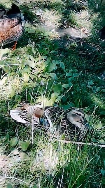 As a duck prepares for sleep.#shortsfeed смотреть онлайн