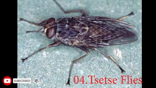 Most Dangerous Insects In The World | Top 5 | Insect House смотреть онлайн