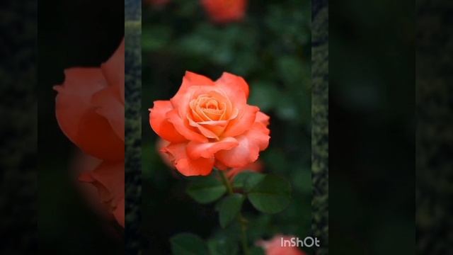 Клип " Открытые двери в сказку ".🤗🌺🌞🌹 смотреть онлайн