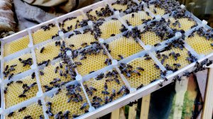 Пасека и доходность. Секционный сотовый мед.