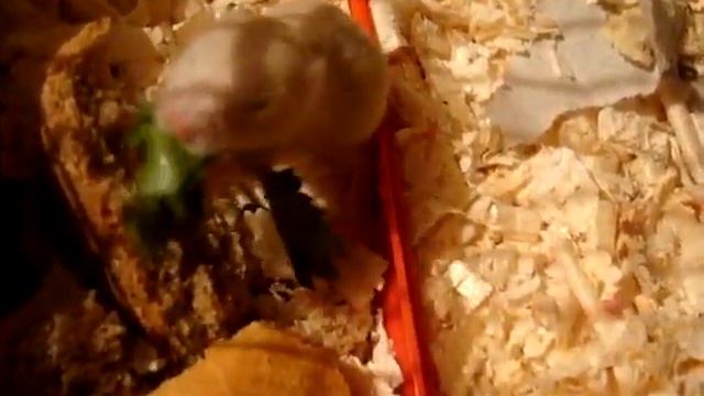 Хомячок-малышок. Самый запасливый)) смотреть онлайн