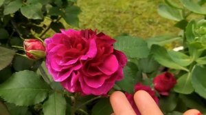 Цветущий сад в июне. Цветут пионы и розы - начало первой волны цветения