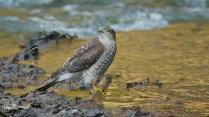Евразийский ястреб-перепелятник пьет из реки. Eurasian Sparrowhawk at the River