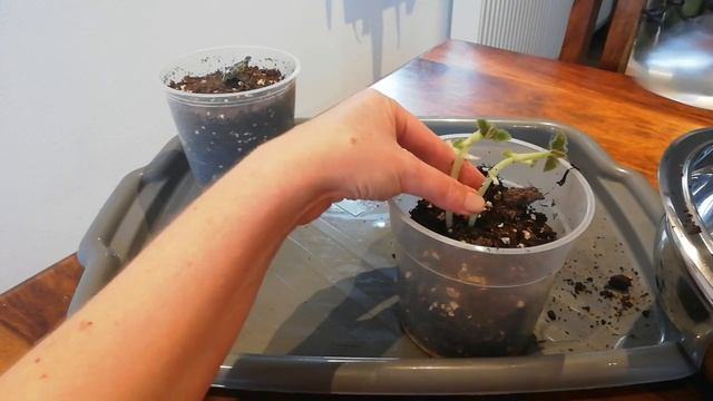 Посадка проросшей глоксинии. Проворонила все сроки 😭 смотреть онлайн