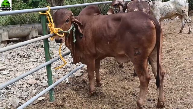 Nuevo lote #50 en venta Embriones Gyr Lechero - el salvador en el campo смотреть онлайн