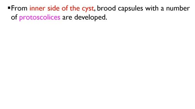 Echinococcus granulosus- Pathogenicity and Laboratory Diagnosis смотреть онлайн
