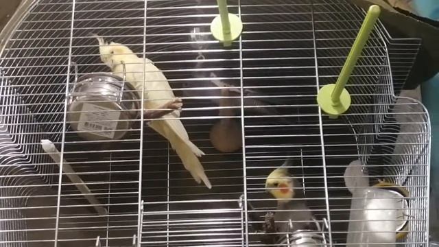 Поющая самочка кореллы или всё таки самец? Загадка природы))) непонятная попугай ка)))) смотреть онлайн