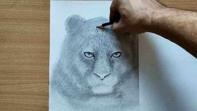 Как НАРИСОВАТЬ ТИГРА карандашом поэтапно. Урок по рисованию смотреть онлайн