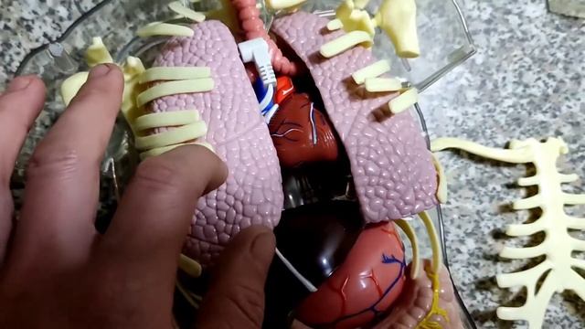 Анатомическая модель человека серия 7 смотреть онлайн