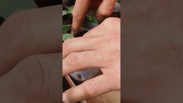 Перевалка огурца смотреть онлайн