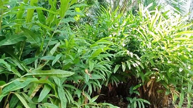 17 MANFAAT LENGKUAS MERAH смотреть онлайн