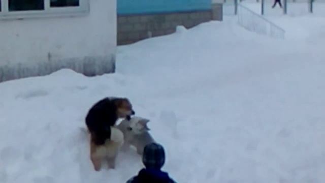 Дуэль собак 2 смотреть онлайн