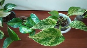 ПРАВИЛЬНЫЙ уход за СЦИНДАПСУСОМ. Всё заплетет ЛИСТЬЯМИ