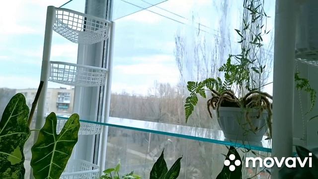 КОМНАТНЫЕ РАСТЕНИЯ(ЦВЕТЫ).ОБЗОР РАСТЕНИЙ НА БАЛКОНЕ. смотреть онлайн