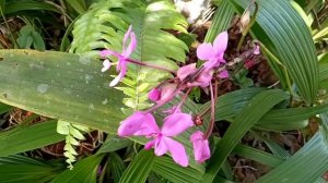 ORQUIDEA PERISTERIA ELATA (FLOR DEL ESPÍRITU SANTO)🥰