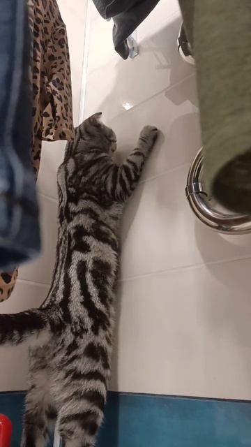 Пытается повыше забраться