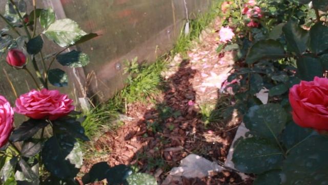 Обильноцветущие розы. Обзор 9 сортов! смотреть онлайн